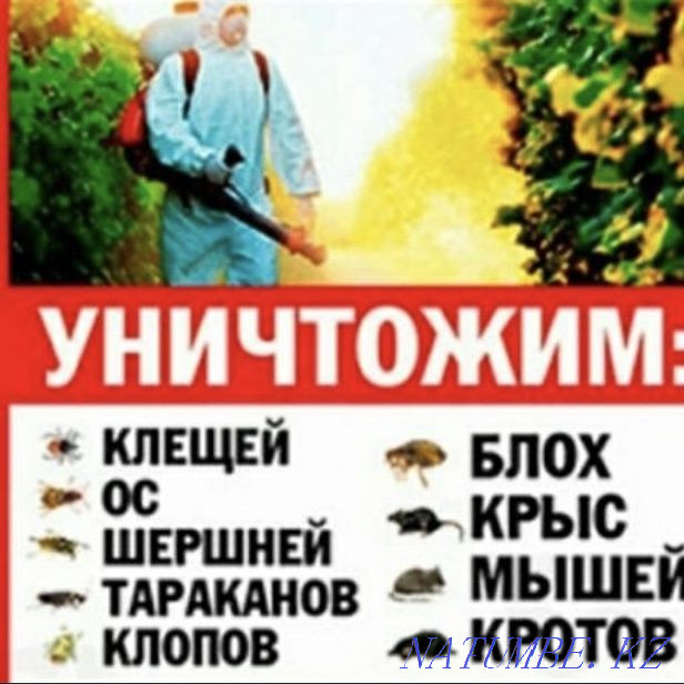 Disinfection Taraz, Guarantee 100% Result, Quality! Taraz - photo 1