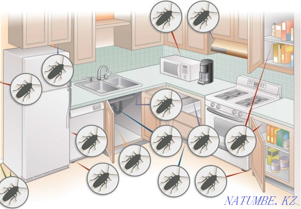 уничтожение клопов, тараканов, грызунов, дезинфекция помещений Астана - изображение 2
