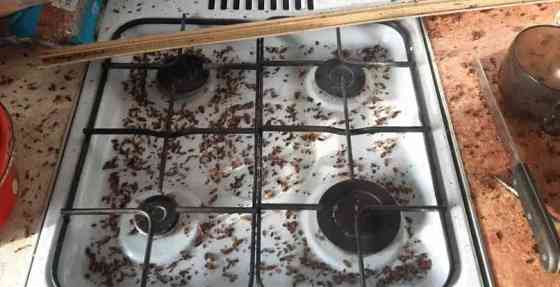 Дезинфекция уничтожение клопов кандала тараканов крыс Almaty