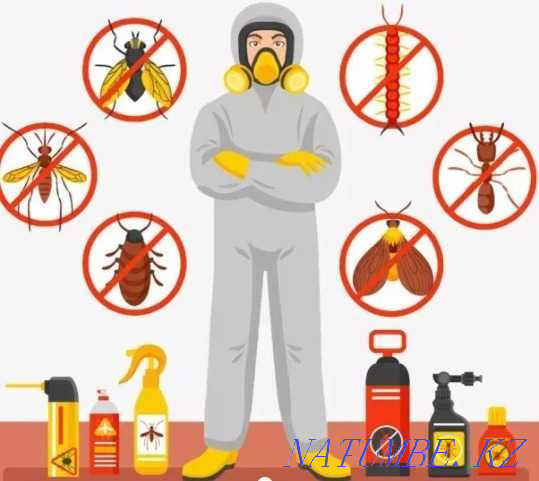Дезинфекция уничтожение клопов кандала тараканов крыс Алматы - изображение 8