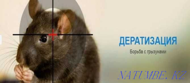 Дезинфекция уничтожение клопов кандала тараканов крыс Алматы - изображение 6