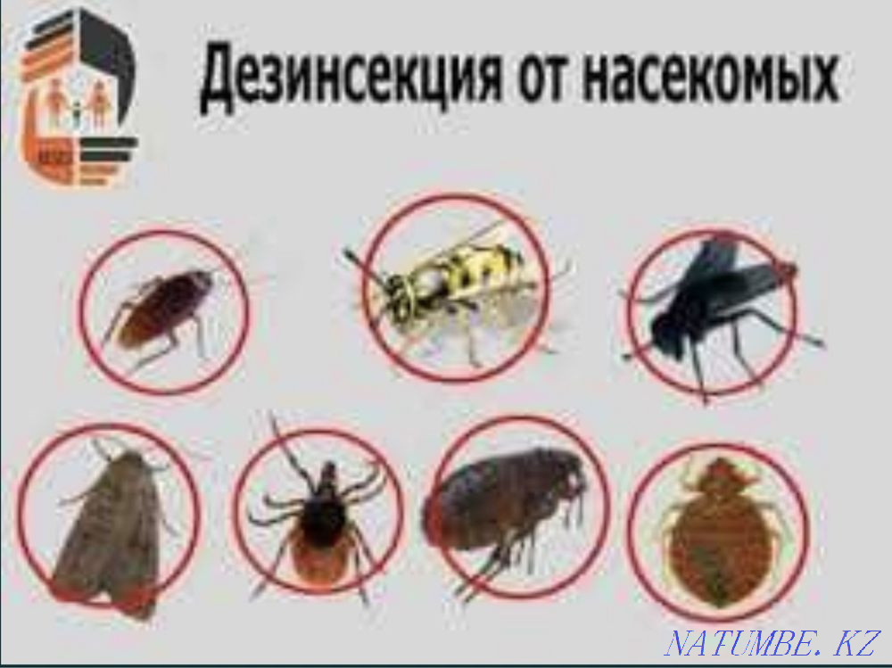 Дезинфекция Тараз - изображение 2