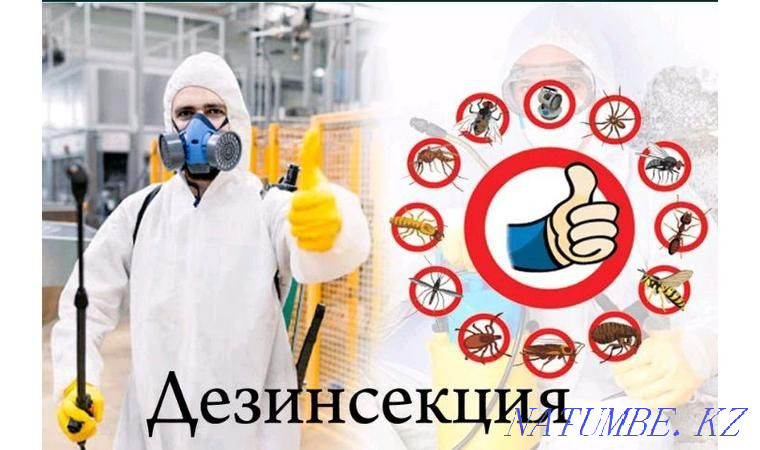 Дезинсекция насекомых Астана - изображение 1