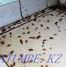 Надежная Дезинфекция Петропавловск - изображение 3