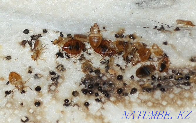 Надежная Дезинфекция Петропавловск - изображение 2