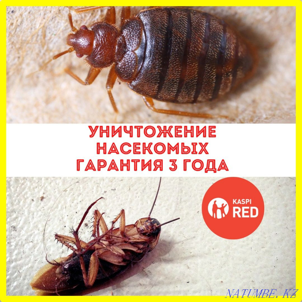 Disinfection / disinsection / deratization Kostanay - photo 1
