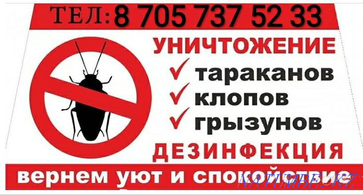 Disinfection Disinsection Taraz - photo 5