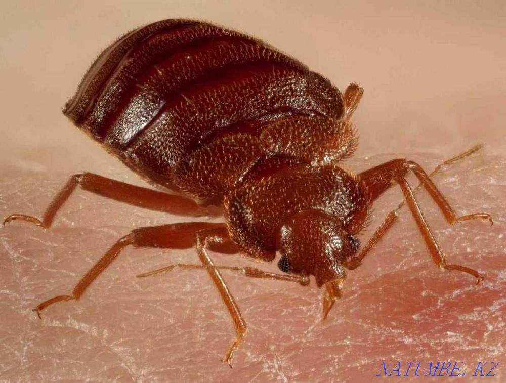 Дезинфекция, ?андала?а Тара?ан?а Тараз - изображение 2