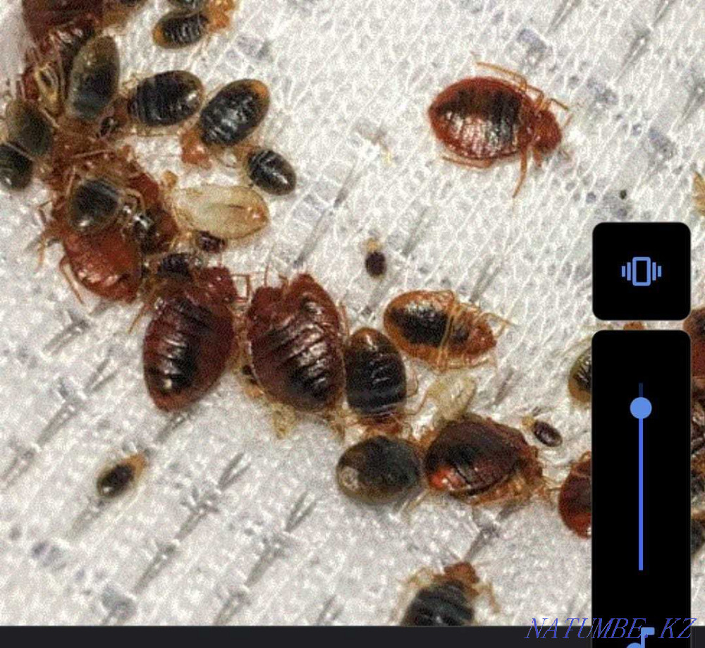 Дезинфекция, ?андала?а Тара?ан?а Тараз - изображение 3