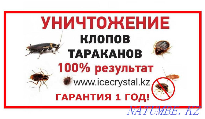 Guarantee! Disinfection of insects ants, bedbugs, cockroaches, rats, ticks Almaty - photo 1
