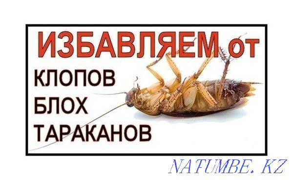 Дезинфекция дезинсекция дератизация  - изображение 1