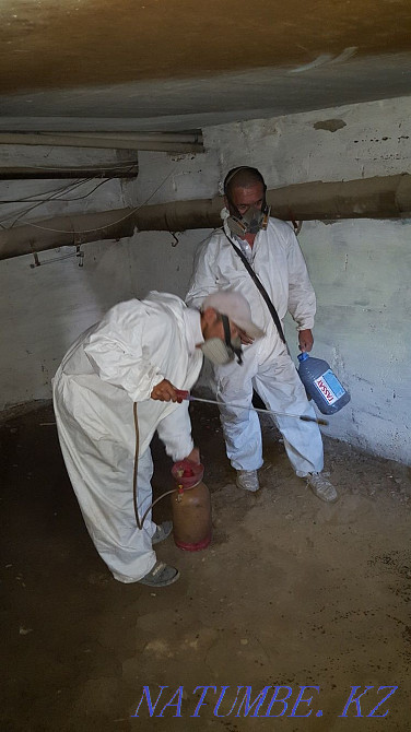 Дезинфекция дезинсекция дератизация  - изображение 2