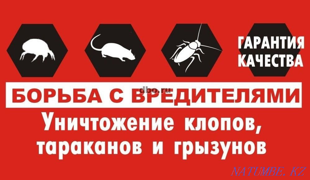 Опыт 7 лет! Дезинфекция клопов, тараканов, клещей, муравьев, крыс Шымкент - изображение 1