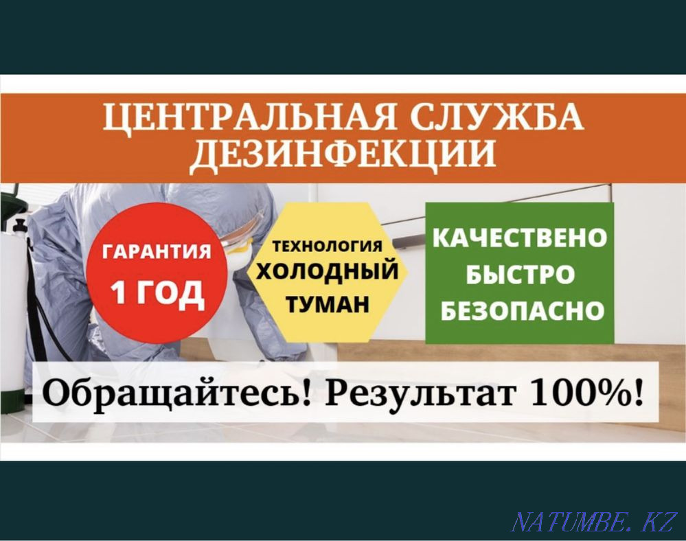 Дезинфекция, таракан Туркестан - изображение 1