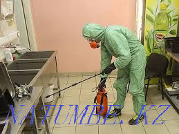 Дезинфекция,дератизация.Уничтожение клопов,тараканов.Лисаковск Лисаковск - изображение 4