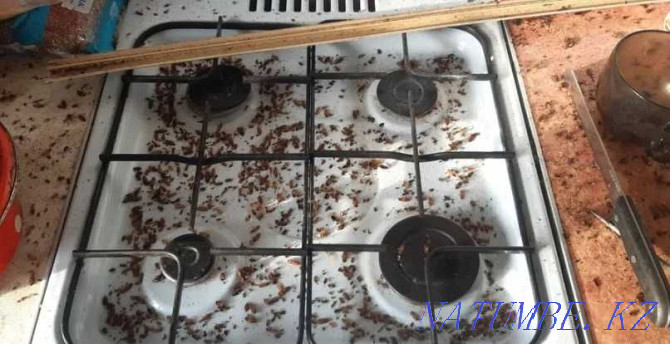 дезинфекция тараканов кандала клопов муравьев квартир дома Алматы - изображение 3