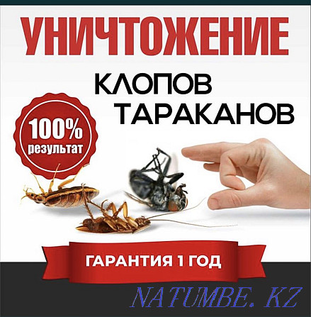 Дезинфекция,клоп,таракан Туркестан - изображение 1