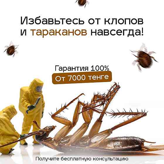 Дезинфекция дезинсекция Уничтожение тараканов клопов , Крыс мышей Kostanay