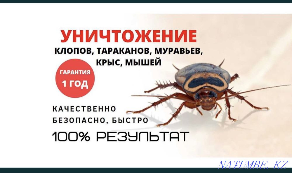 Disinfection, guarantee, quality Turkestan - photo 2