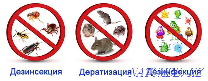 DISINFECTION extermination of cockroaches, rats, bedbugs, ants Pavlodar - photo 1