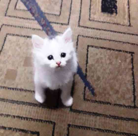 Белые котята от голубоглазой белой Ангоры Алматы