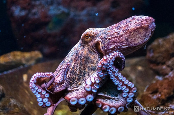 Octopus Live Astana - photo 1
