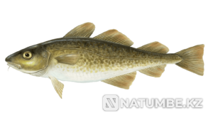 Рыбалка + пикник Владивосток - изображение 1