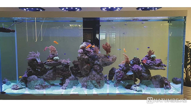 Decoration of aquariums Almaty - photo 3
