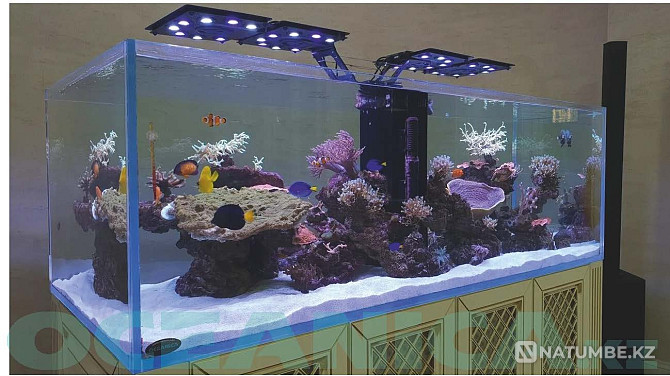 Decoration of aquariums Almaty - photo 2