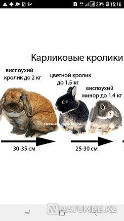 dwarf rabbits Nizhniy Novgorod - photo 3