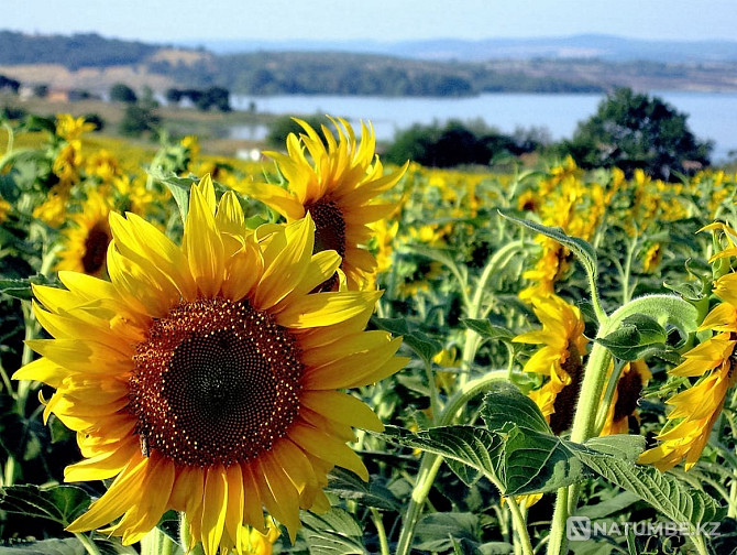 Vegetable oil, sunflower Astana - photo 7