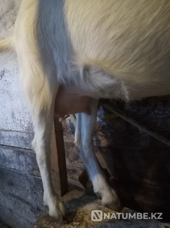 Sell dairy goat Almaty - photo 2