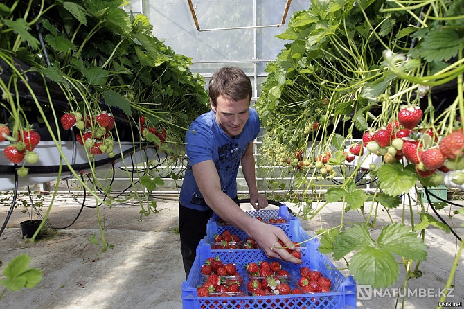 Packer-picker of strawberries, watch mo Kash Moscow - photo 1