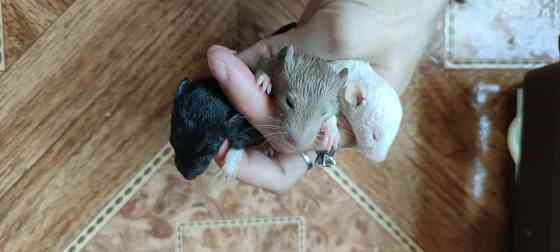 Крысята бесплатно разные цвета 3нед. им Astana