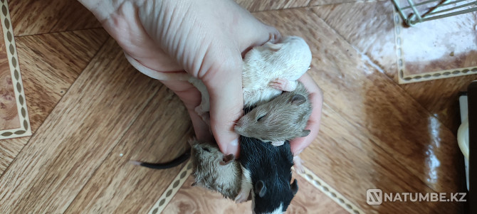 Rats free of charge different colors 3 weeks. them Astana - photo 4