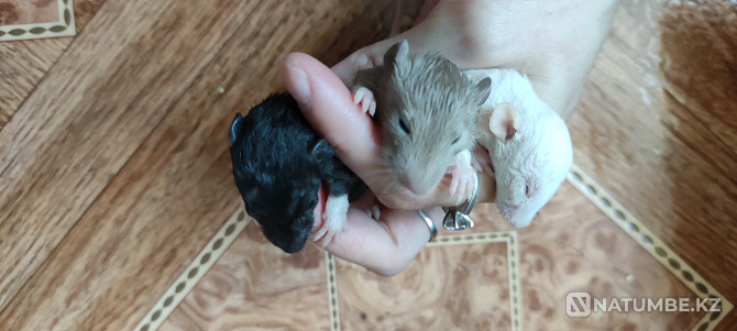 Rats free of charge different colors 3 weeks. them Astana - photo 2