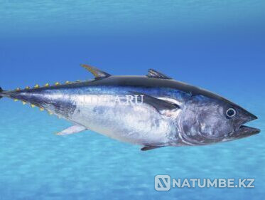 Fishing for Tuna Vladivostok - photo 2