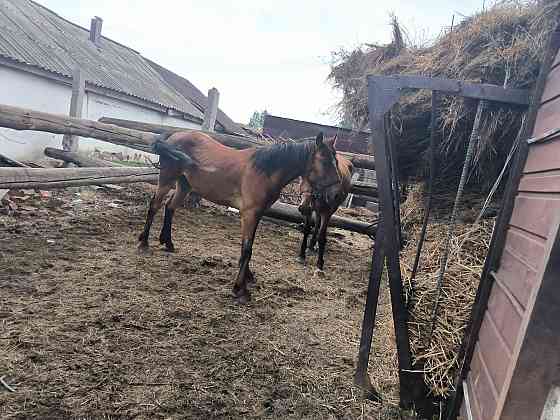 Продам лошадей Pavlodar
