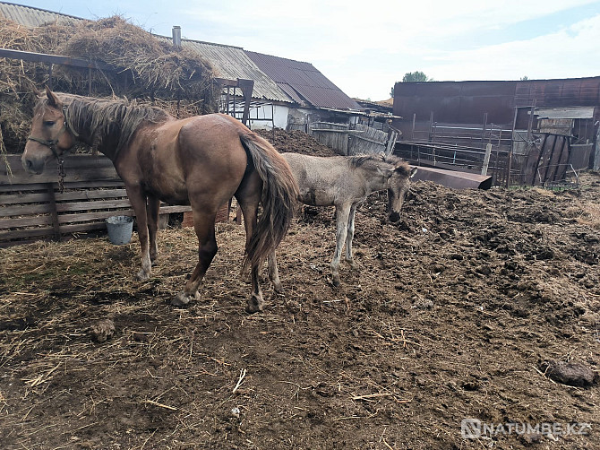 Продам лошадей Павлодар - изображение 3