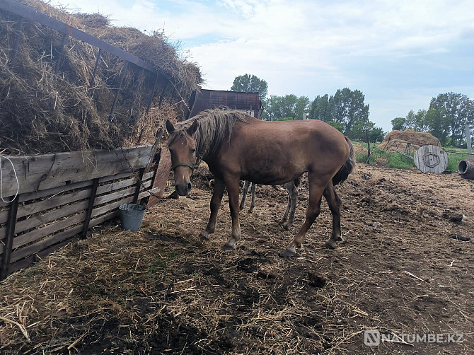 Продам лошадей Павлодар - изображение 4