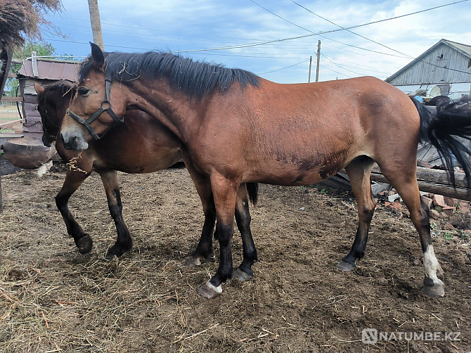 Продам лошадей Павлодар - изображение 1