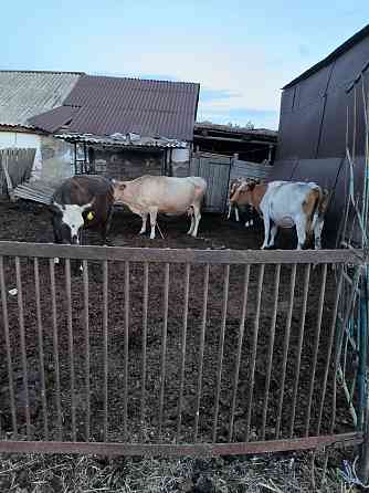 Продам дойных коров Павлодар