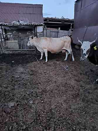Продам дойных коров Павлодар