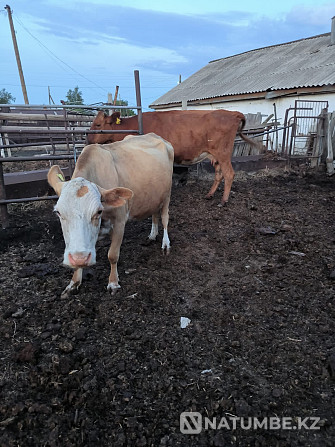 Sell dairy cows Pavlodar - photo 1