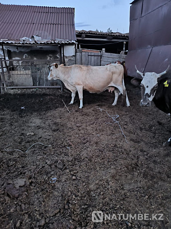 Sell dairy cows Pavlodar - photo 4