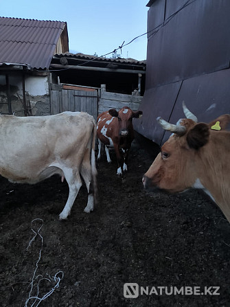 Sell dairy cows Pavlodar - photo 3