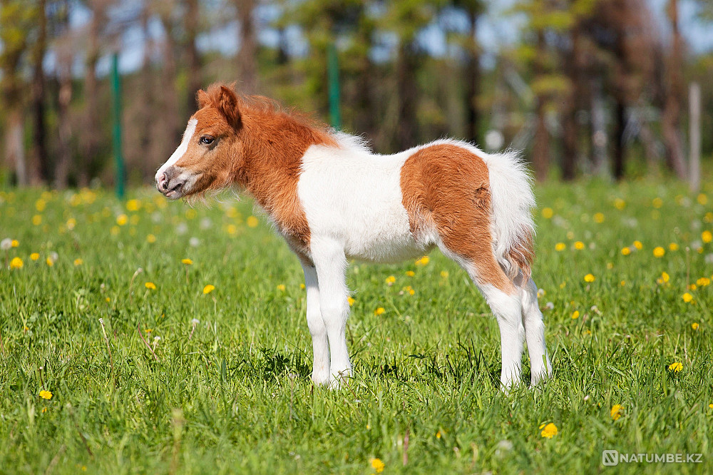 Пони на продажу Санкт-Петербург - изображение 2