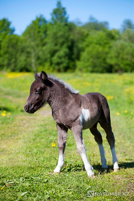 Пони на продажу Санкт-Петербург - изображение 11