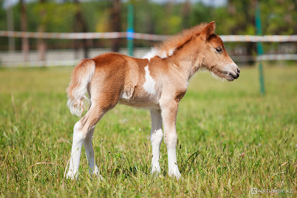 Пони на продажу Санкт-Петербург - изображение 6