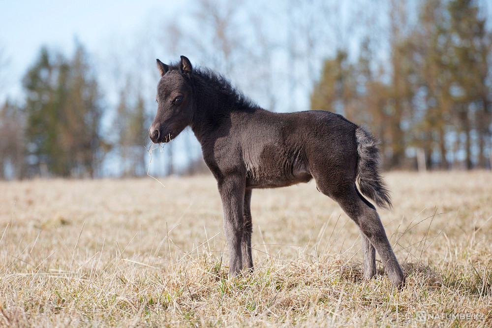 Пони на продажу Санкт-Петербург - изображение 8